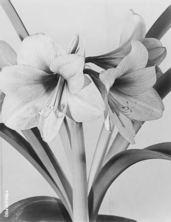 Amaryllis Orange Filter