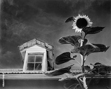 Dormer Window and Sunflower