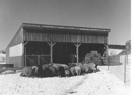 Ewes outside of barn