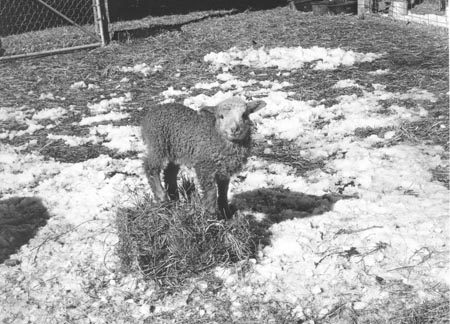 Playful lamb