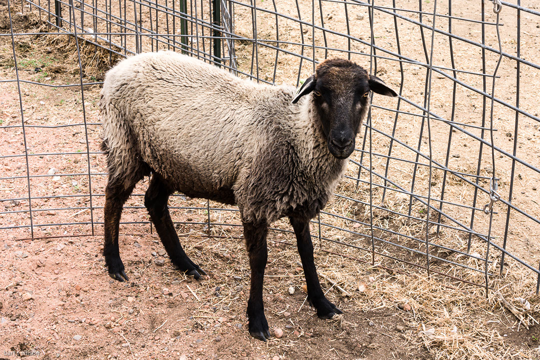 Lambs For Sale In Michigan