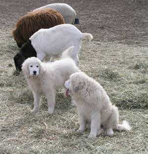 Great Pyrenees guardian dogs