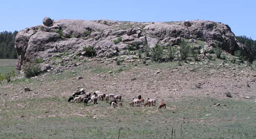 Coral outcrop and sheep