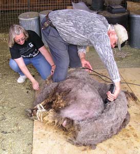 Deborah and Adam shearing