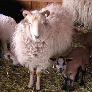 Ethyl and her lamb