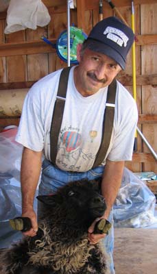 County Agent Pat Melendrez sheared sheep in late summer 2004