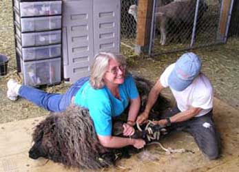 Deborah and Sam preparing a sheep for shearing