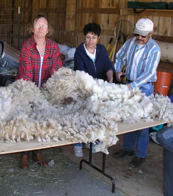 Susan and our neighbors Amy and Conrad Chavez skirting fleeces.